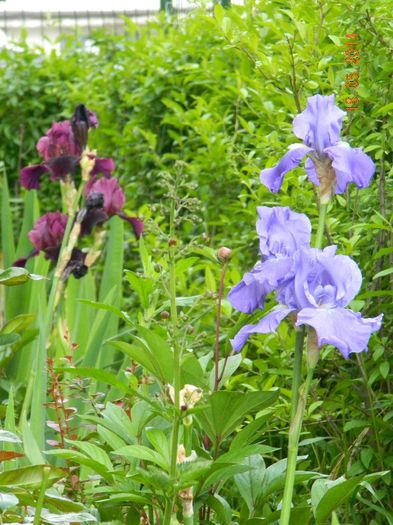 DSCN7408 - Flori 2014