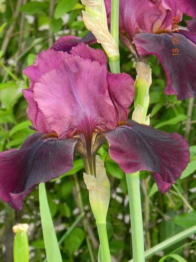 DSCN7415 - Flori 2014