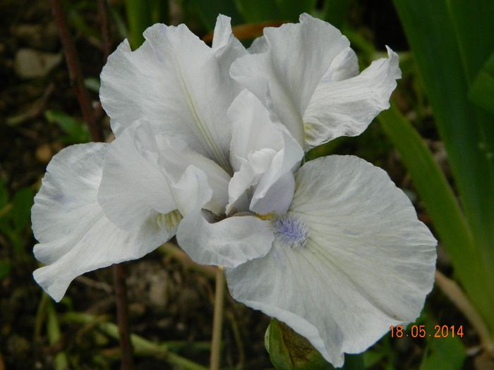 DSCN7416 - Flori 2014
