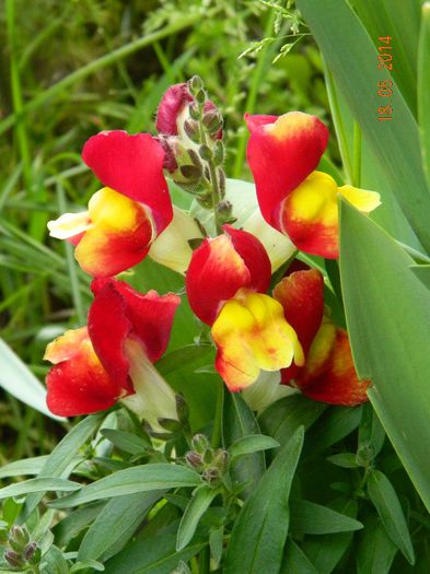 DSCN7422 - Flori 2014