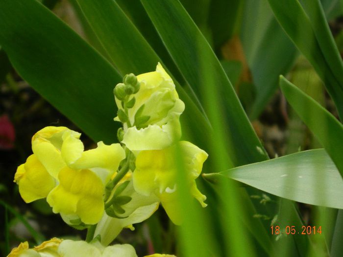 DSCN7424 - Flori 2014