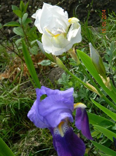 DSCN7425 - Flori 2014