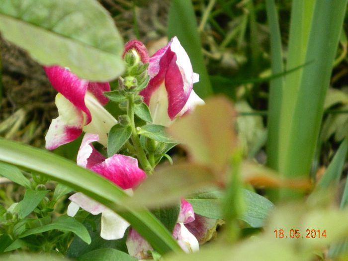 DSCN7426 - Flori 2014