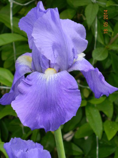 DSCN7428 - Flori 2014