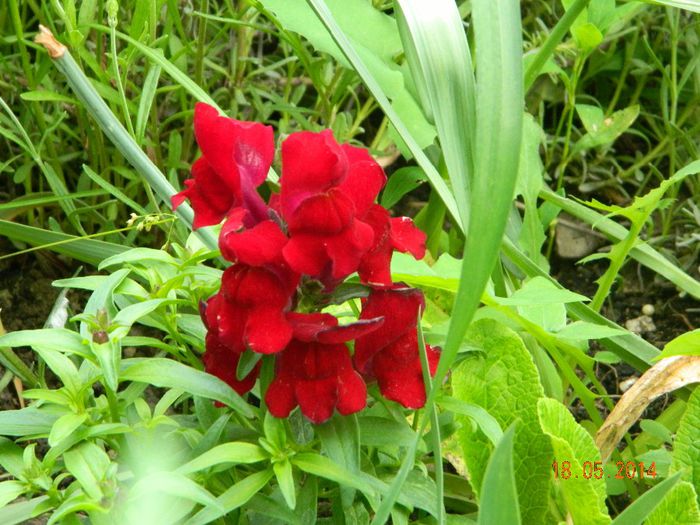 DSCN7431 - Flori 2014