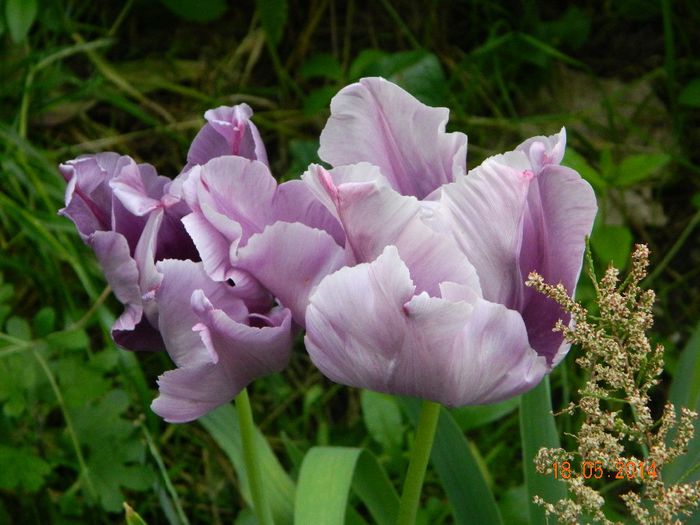 DSCN7437 - Flori 2014