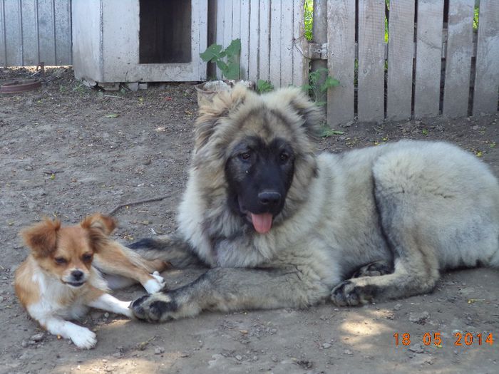 5 LUNI JUMATE - FAMILIA MEA