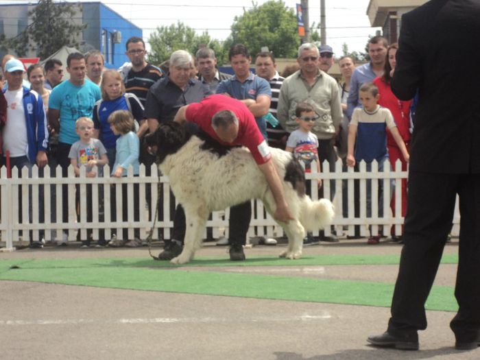 DSC01817 - expo suceava 2014