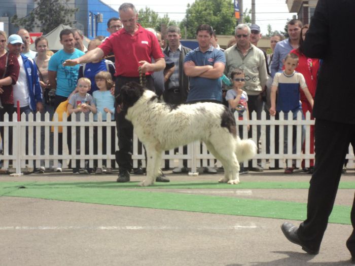 DSC01818 - expo suceava 2014