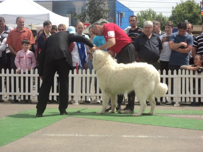 DSC01821 - expo suceava 2014