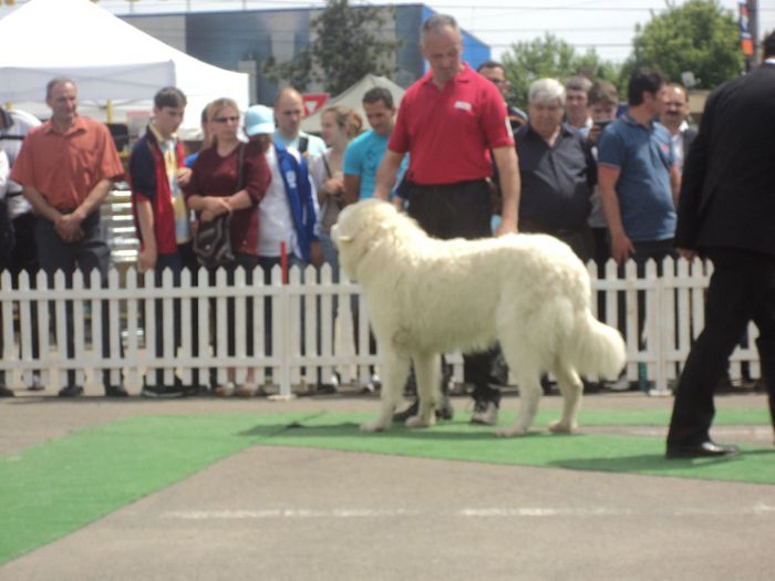 DSC01822 - expo suceava 2014