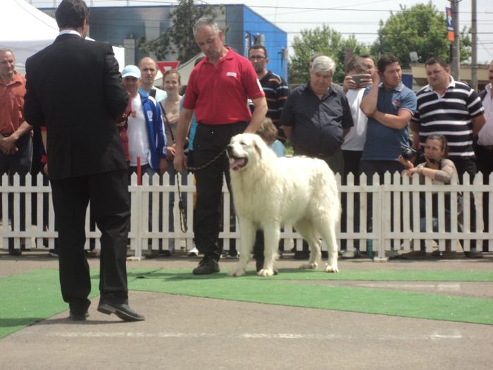 DSC01826 - expo suceava 2014