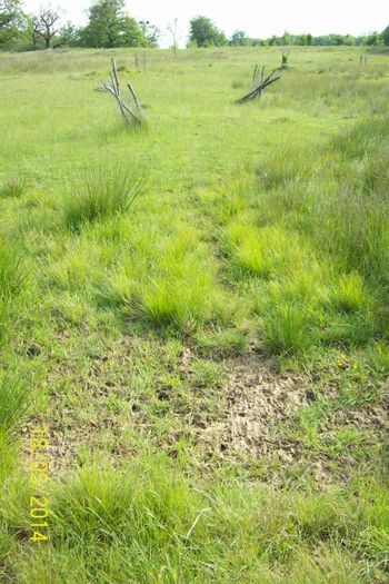 100_5427...dovada faptui ca urmele de oi sunt in zona rezervatiei de puieti plantati...
