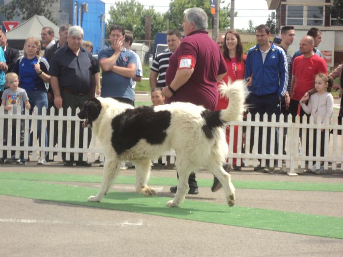 DSC01830 - expo suceava 2014
