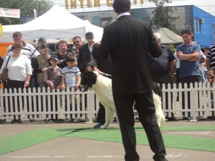 DSC01837 - expo suceava 2014