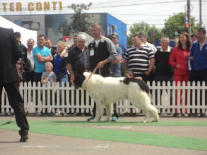 DSC01843 - expo suceava 2014