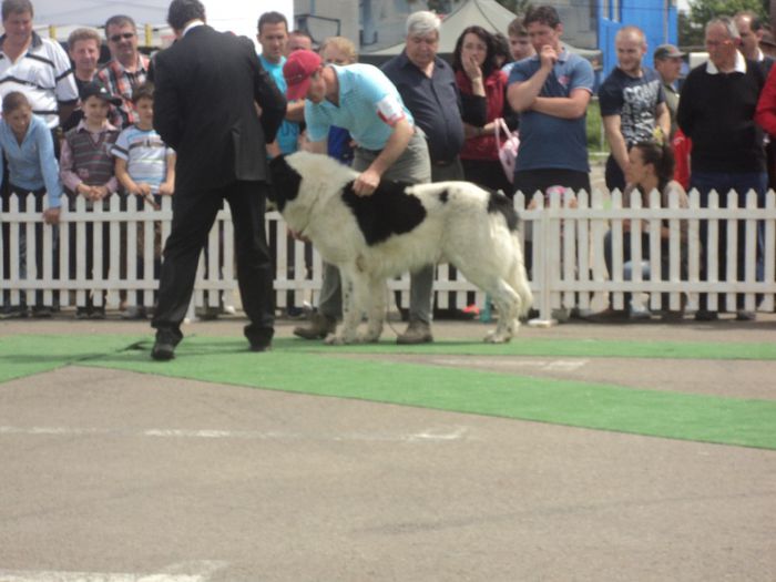 DSC01846 - expo suceava 2014