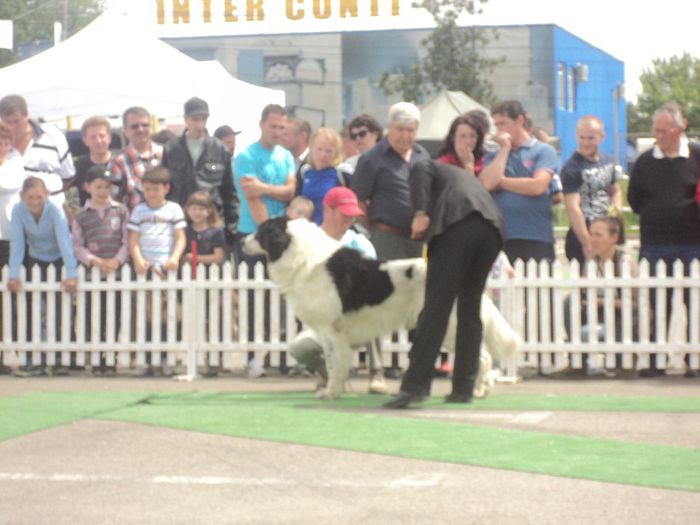 DSC01847 - expo suceava 2014