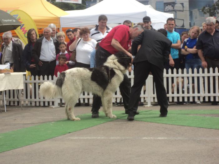 DSC01856 - expo suceava 2014