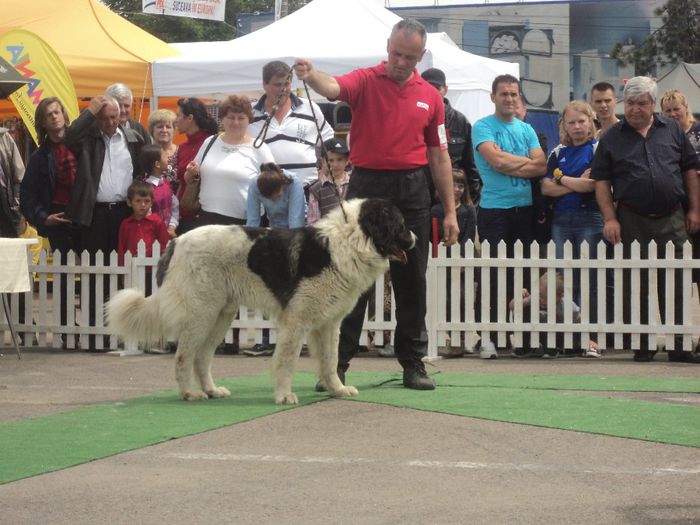 DSC01858 - expo suceava 2014