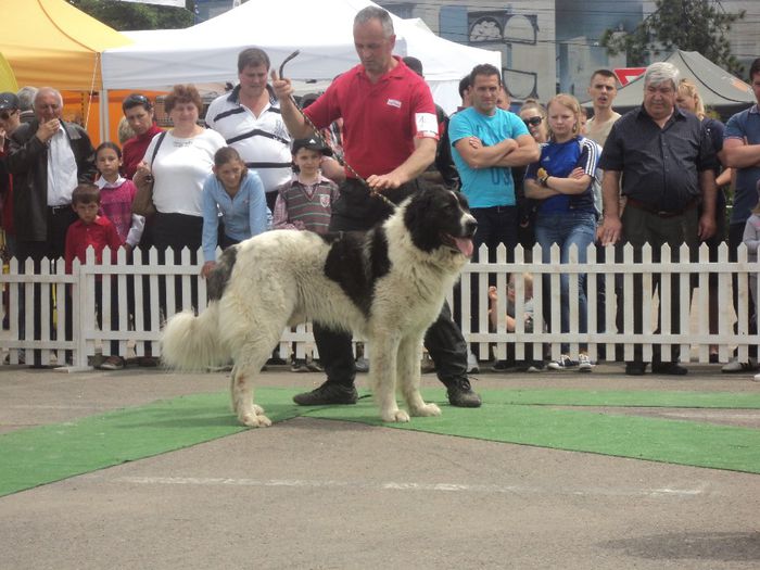 DSC01859 - expo suceava 2014
