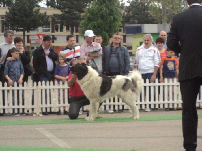 DSC01860 - expo suceava 2014