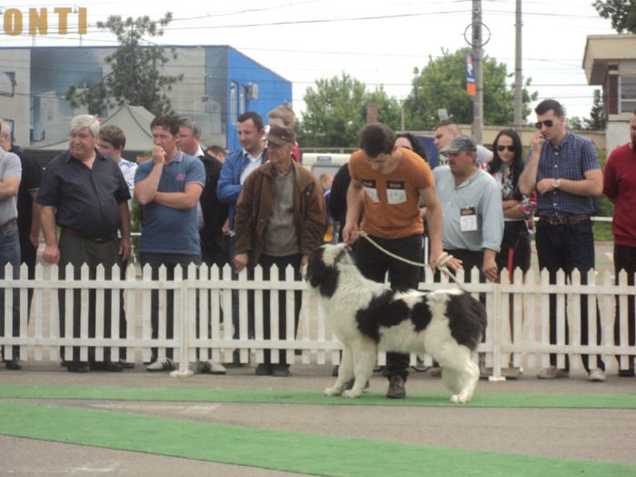 DSC01866 - expo suceava 2014