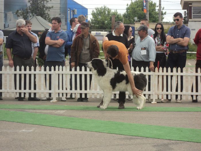 DSC01868 - expo suceava 2014