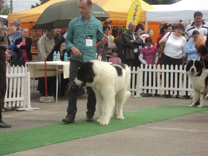 DSC01872 - expo suceava 2014