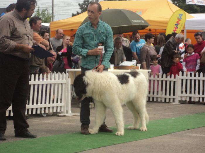 DSC01873 - expo suceava 2014