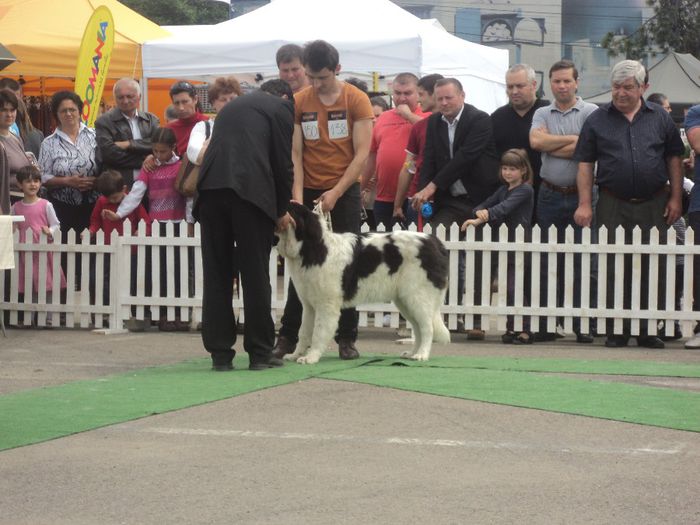 DSC01877 - expo suceava 2014