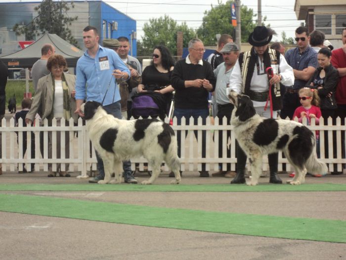 DSC01891 - expo suceava 2014