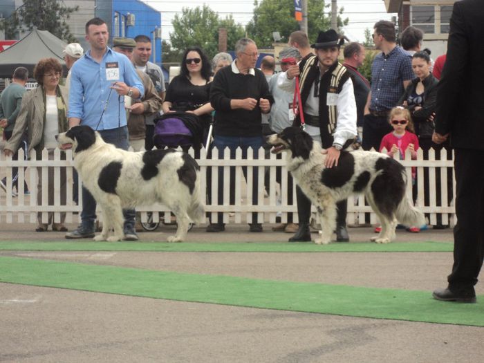 DSC01892 - expo suceava 2014