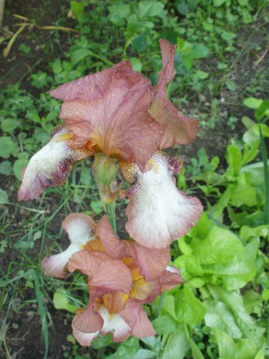  - Iris