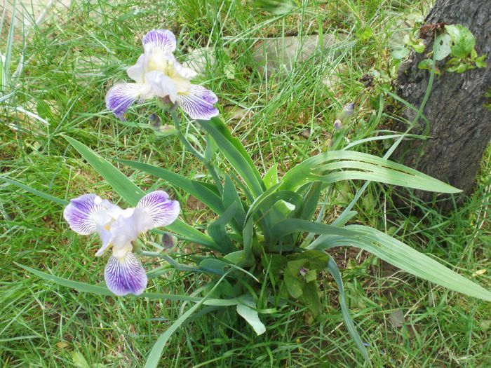  - Iris