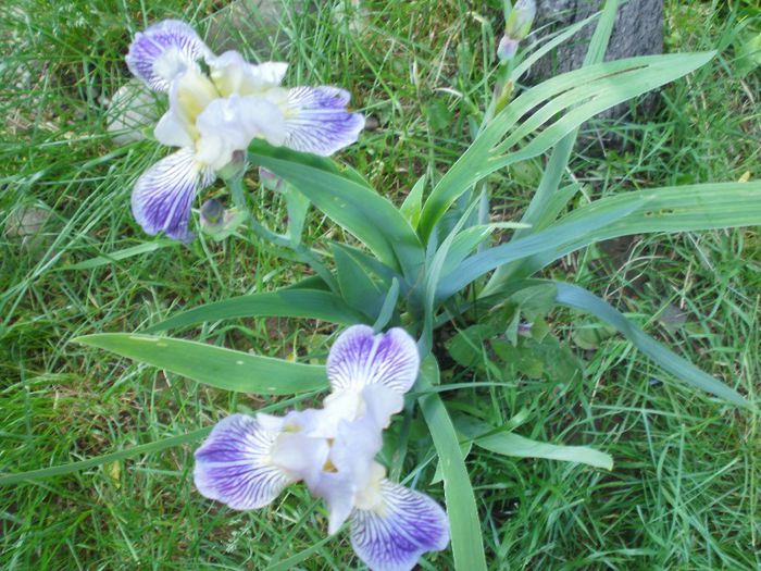  - Iris
