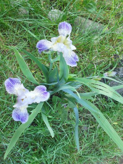  - Iris