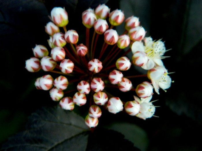 Floare de Physocarpus opulifolius diabolo