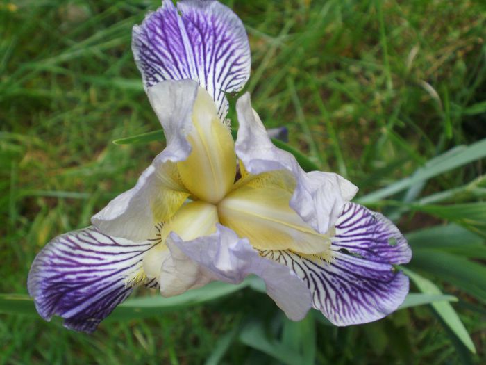P9100029 - Iris