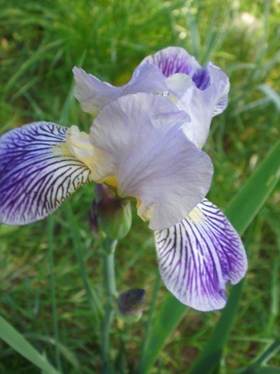 P9100030 - Iris