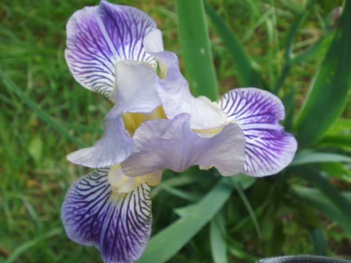  - Iris