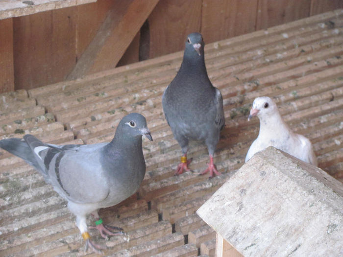 IMG_0585 - 18 mai 2014