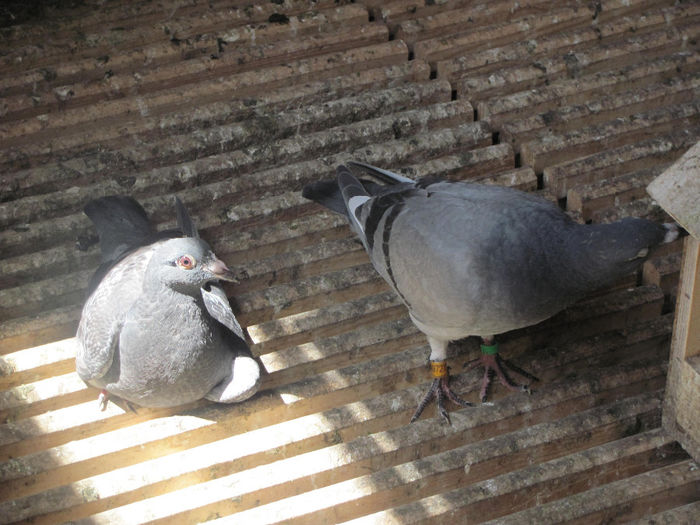 IMG_0586 - 18 mai 2014