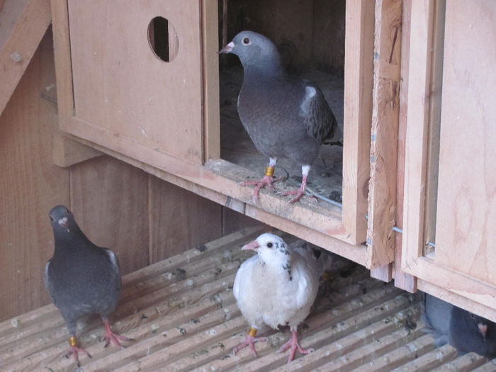 IMG_0587 - 18 mai 2014