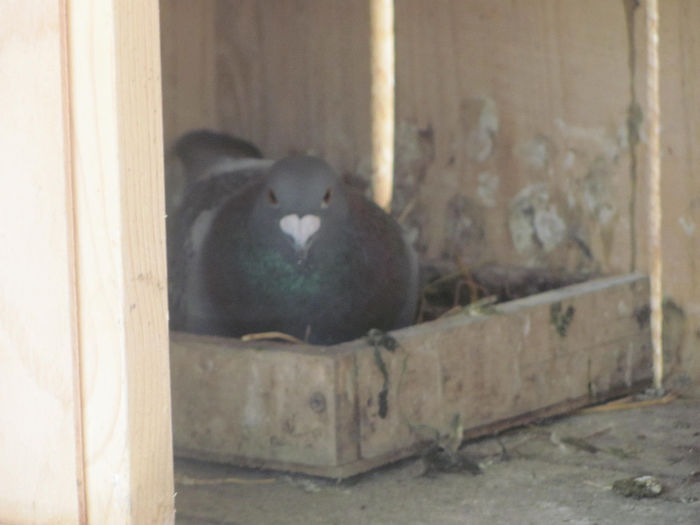 IMG_0591 - 18 mai 2014