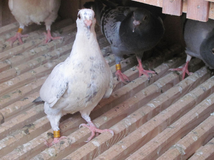 IMG_0594 - 18 mai 2014