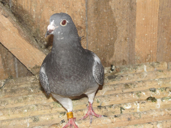 IMG_0595 - 18 mai 2014