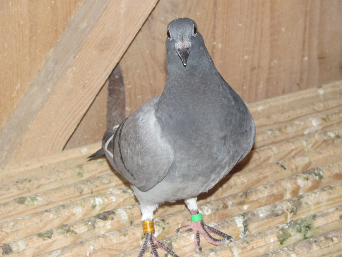 IMG_0596 - 18 mai 2014