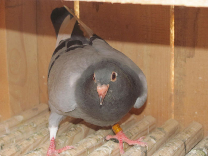 IMG_0597 - 18 mai 2014