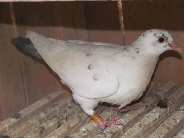 IMG_0599 - 18 mai 2014